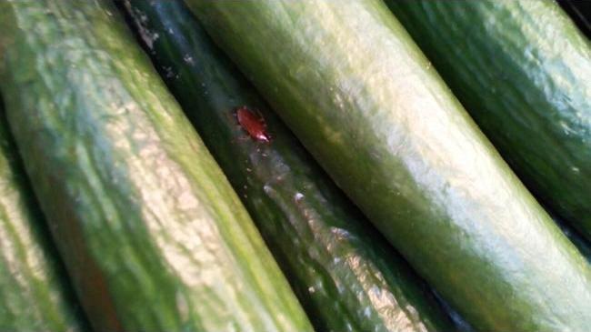 Белок в качестве бонуса. В Челябинске продают овощи с тараканами