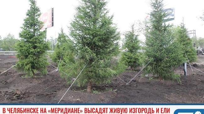 ⚡В Челябинске на «Меридиане» высадят живую изгородь и ели 🌲