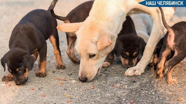 🐶 Предложили штрафовать за кормление бездомных животных