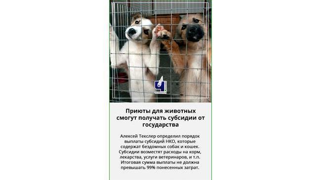💰 Алексей Текслер определил порядок выделения денег частным приютам для бездомных животных