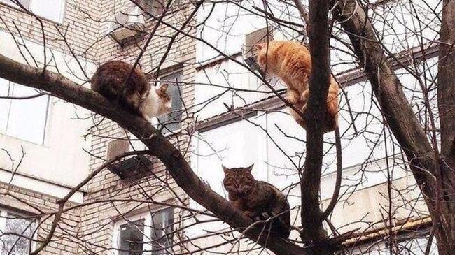 Все, в Челябинске весна наступила официально! Коты прилетели! 😅