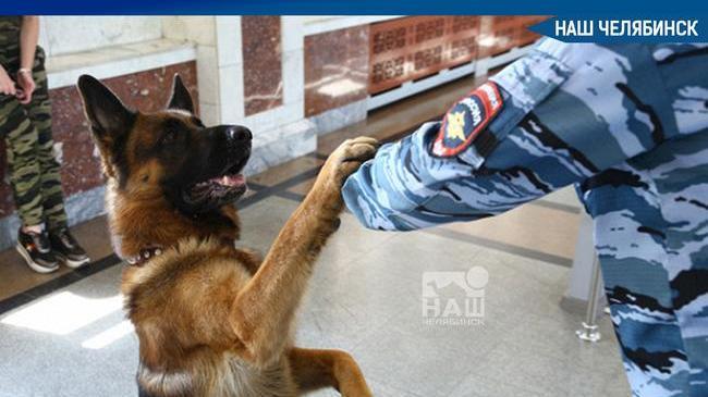 🐕 В Кыштыме бывший кинолог исправительной колонии смог вернуть свою овчарку Боню домой, но только через суд.