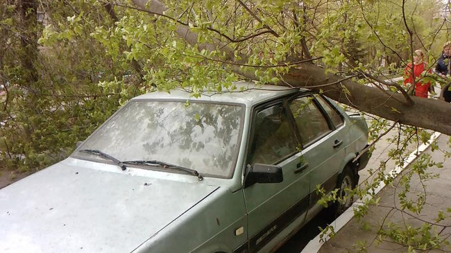 В Челябинске сильный ветер повалил дерево на автомобиль