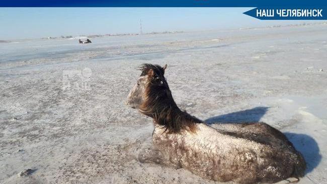🙅‍♂ Фото замерзших насмерть лошадей в Челябинской области власти назвали "фейком" 