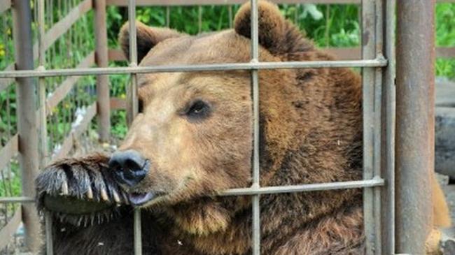 Медведя, жившего в придорожном кафе, отправят в экопарк «Зюраткуль»