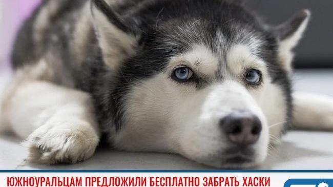 🐕 Хаски-центр «Аквилон» объявил о том, что их собаки ищут новые семьи. Животных отдают бесплатно, но за их судьбой продолжат следить.
