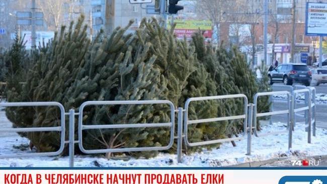 ❓ Когда в Челябинске начнут продавать елки 🌲