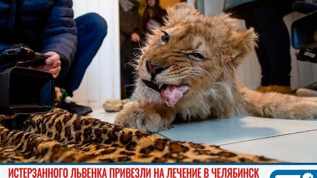🙏🏻 Ему уже лучше: львенок Симба, искалеченный пляжным фотографом, доехал из Дагестана в Челябинск 🐾 