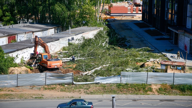 🪓 Массовая вырубка деревьев в Парковом