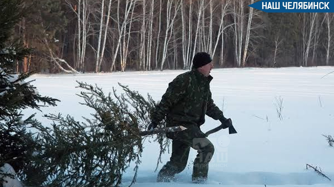 🎄 Южноуральцам напомнили о штрафах за незаконную ёлку