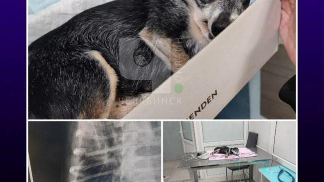 🐕В Челябинске рассказывают про "убийцу собак"