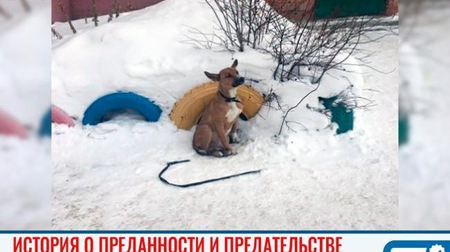 😱 Дикая история о преданности и предательстве: верный пес больше двух суток на морозе ждал бросивших его хозяев