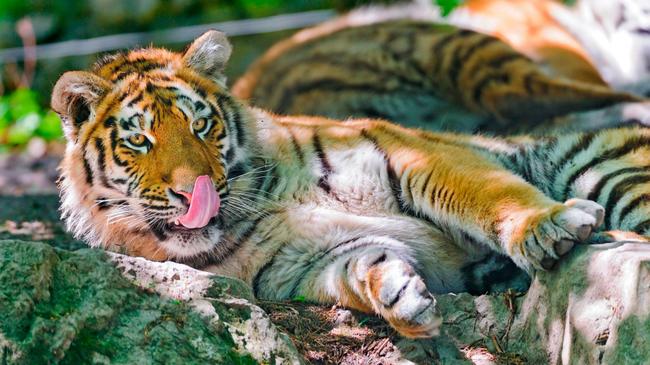 В челябинском зоопарке устроили праздничный обед для тигров