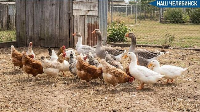 🐔 Челябинцам придется регистрировать домашнюю птицу