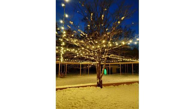 🎄Экопарк в Курчатовском районе похорошел к Новому году. 👇🏻
