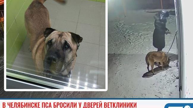 ❗В Челябинске девятилетнего пса бросили у дверей ветклиники. 
