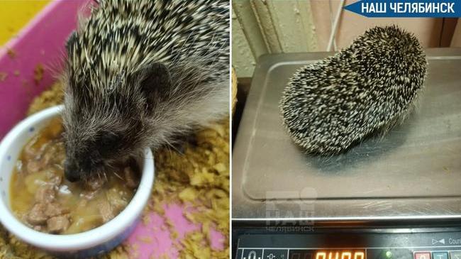 🦔 Спасли ежонка-сироту и подготовили его к жизни в природе