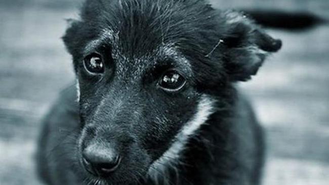 Убить нельзя, стерилизовать: на Южном Урале создадут рабочую группу по спасению бездомных животных