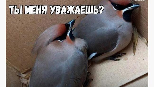 🐦 «Пьяные» свиристели