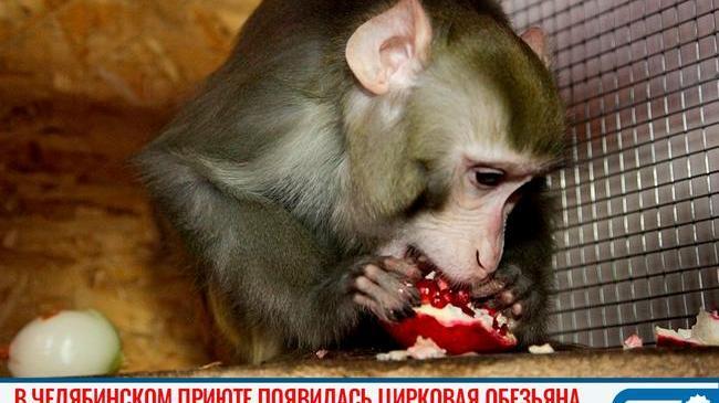 🐒 Цирковая обезьяна появилась в челябинском приюте