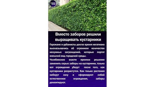 🌳Вместо заборов решили выращивать кустарники