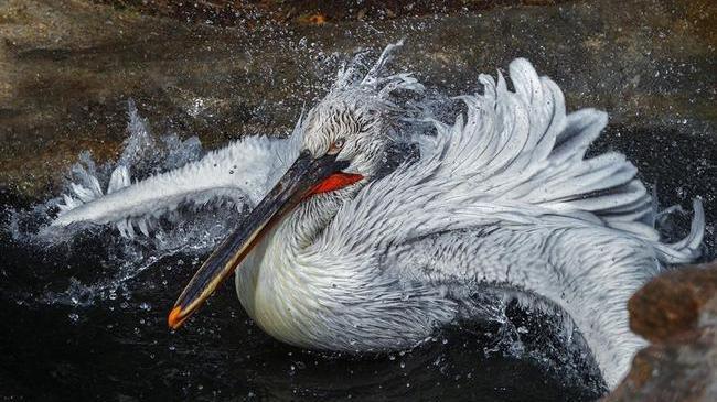 Ярость тысячи солнц отражена в глазах кудрявого пеликана Кузьмы, когда он просто принимает утреннюю ванночку😏