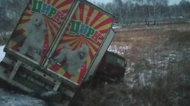 Цирк уехал: с дороги под Челябинском вылетел фургон с 22 дрессированными животными
