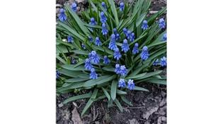 🌸 Прекрасный цветущий Челябинск! Весна — прекрасное время. 