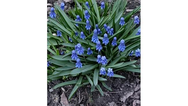 🌸 Прекрасный цветущий Челябинск! Весна — прекрасное время. 