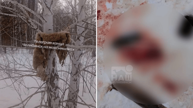 😱 Кругом кишки и кровь