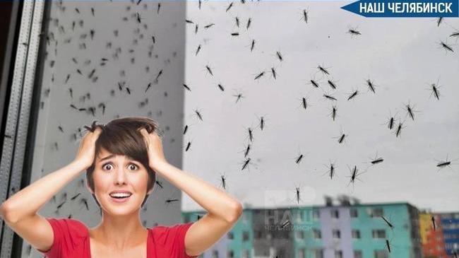 🦟 Этой весной ожидается нашествие комаров