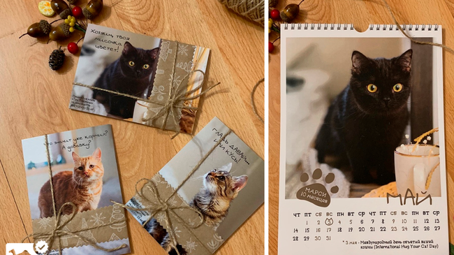 😽  Челябинске одинокие котики стали моделями для календаря