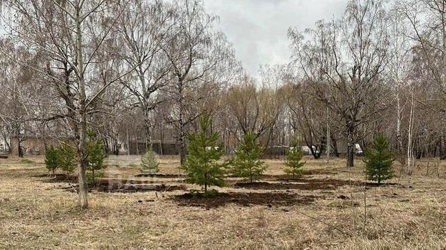 🌳 В Никольской роще началась замена деревьев