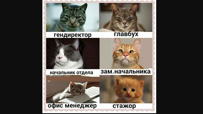 Котявая иерархия 😂