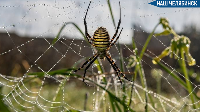 🕷️ На Урале нашествие ядовитых пауков-ос
