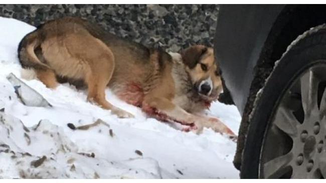 Неизвестные расстреляли собаку в Челябинске – зоозащитники просят о помощи
