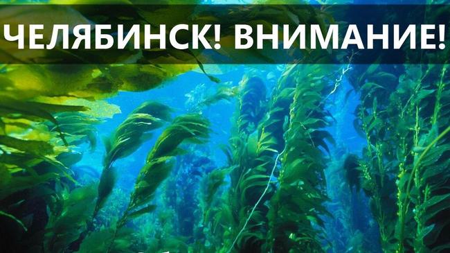 Ядовитые водоросли "атакуют" Челябинск! 