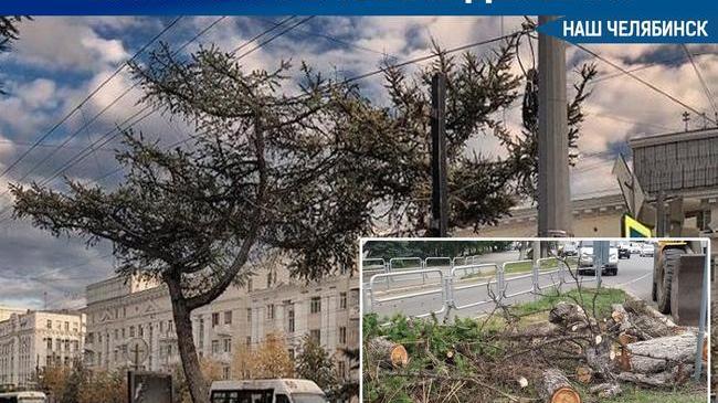 🌲 В Челябинске срубили историческую даурскую лиственницу. 