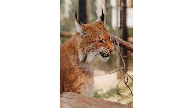 🐾  Челябинск празднует вдвойне: юбилей отмечает ещё и зоопарк