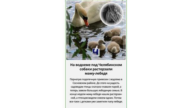 🦢 Под Челябинском собаки растерзали лебедя