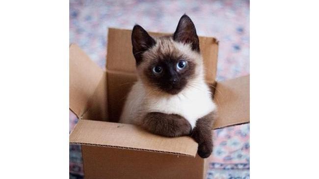 Котенок по имени Гав в реальной жизни 💙