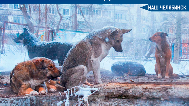 😨 Почти половина Россиян сообщили о большом количестве бездомных собак в своем городе.