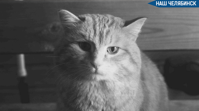 😭 Таганайский котик Василий Курумович ушел на радугу
