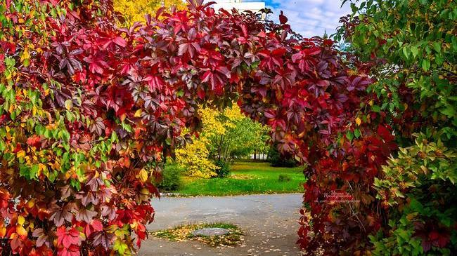 Краски осени ❤ Челябинск❤