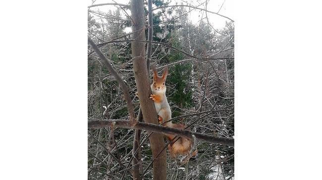 🐿 Оказывается в Челябинске есть вот такие шикарные рыжие красотки! А как часто вы, гуляя в парке, видите белочек? 🤗