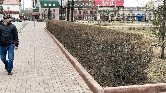 Челябинский урбанист предлагает вместо заборов выращивать кустарники