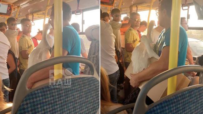 😁 Челябинцы в автобусе встретили необычных пассажиров