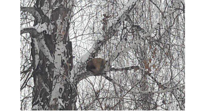 В Челябинской области лисица поселилась на дереве