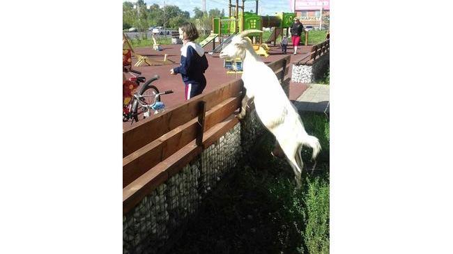 🤪Вот такие козы у нас ходят по Университетской Набережной