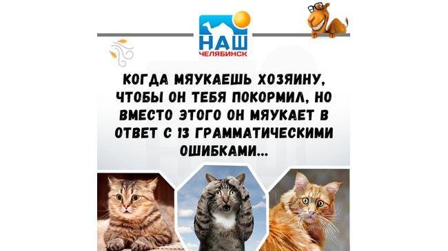 А вы умеете мяукать без ошибок? 😎
